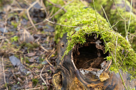 A log with moss growing on it. The moss is green and covering the log. The log is partially rotten and has a hole in itの写真素材