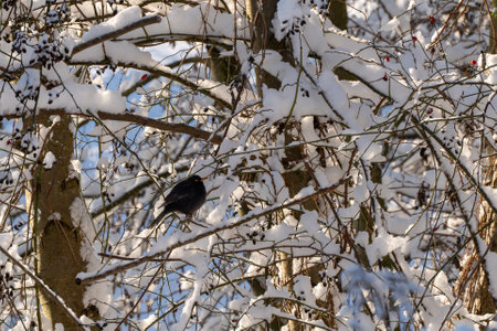A small black bird is perched on a branch covered in a thick layer of snow. The branch is bent under the weight of the snow, and the bird appears to be enjoying the peaceful winter sceneの写真素材