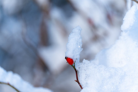 Red berry is covered with snow. The snow is white and fluffy. Red berry on a branch.の写真素材