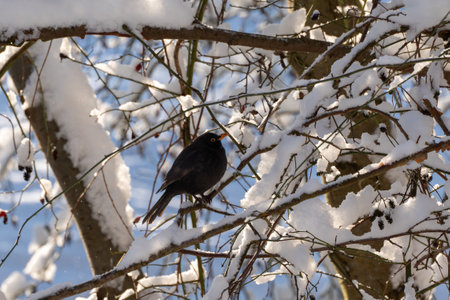 A black bird is sitting on a branch covered in snow. The bird is looking downの写真素材