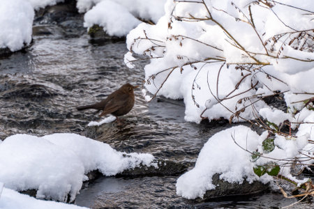 The bird sits on a stone in water. Rock next to the stream. Snow covers the earth. Thrush bird.の写真素材