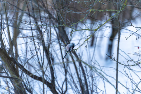 A bird is perched on a tree branch. The branch is covered in snow. The bird is small and grayの写真素材