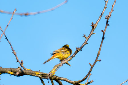 A yellow siskin sits on a branch against the background of a blue sky. The branch is green and brown. The sky is blue and clearの写真素材