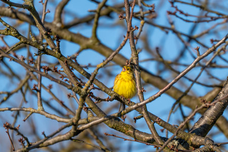 A yellow siskin sits on a branch with its beak open. The branch is covered in leaves and twigs. The sky is blue and clearの写真素材