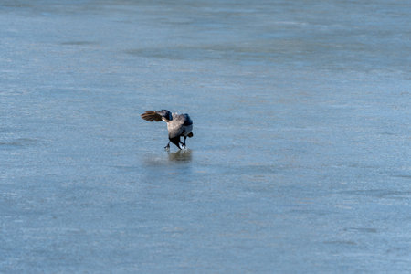 A bird is standing on the ice in the water. The bird is gray and black. The water is blue