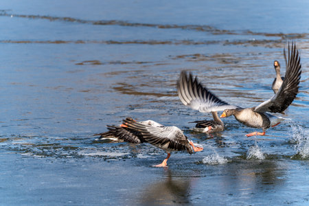 Geese take off from the water. Other geese swim in the water.の写真素材