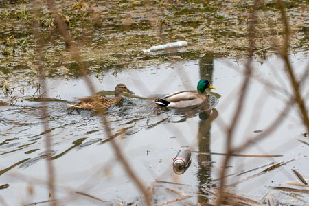 A duck and her duckling are swimming in a pond, a plastic bottle and a bottle of paint are floating nearby. The duckling follows its parent, learns to swim and navigate in the water. Environmental protection concept.の写真素材