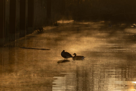 Two wild geese swimming in a pond. One goose on a log. Geese in foggy water at dawn.の写真素材