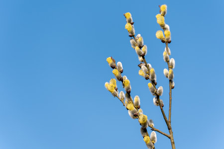 A tree with yellow flowers and white flowers. The sky is blueの写真素材