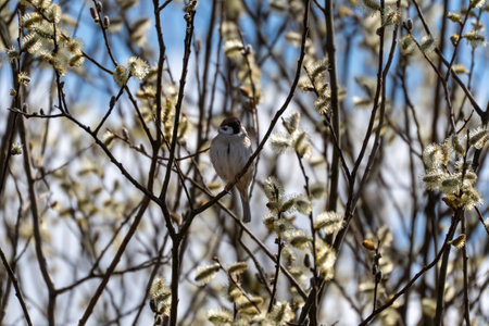 A bird is sitting on a branch of a tree. The branch is covered with leaves. The bird is brown and whiteの写真素材