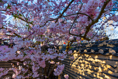 A tree with pink flowers is in front of a building. Branches of blossoming cherry tree.の写真素材