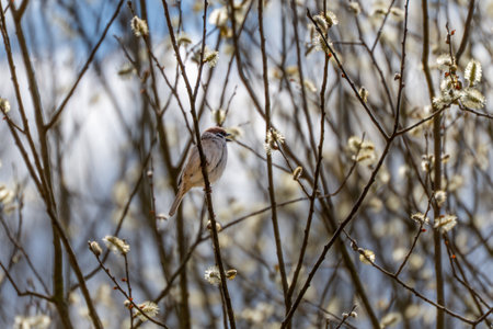 A bird is perched on a branch of a tree. The bird is brown and white. The tree is full of blossomsの写真素材