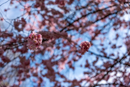 Pink flowers on a tree branch. The flowers are in the air. The sky is blue