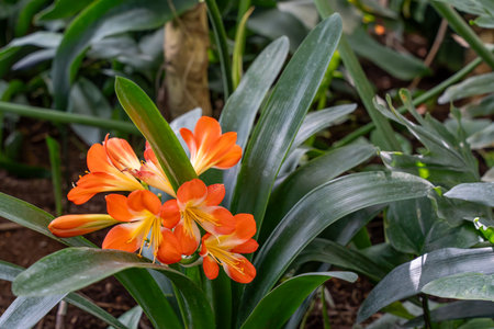 A beautiful plant with bright orange flowers and lush green leaves. The flowers are a vibrant yellow and orange, and they are arranged in a lovely cluster. The leaves are also green and healthyの写真素材