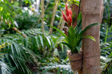 A plant is growing on a tree. The plant is green and redの写真素材