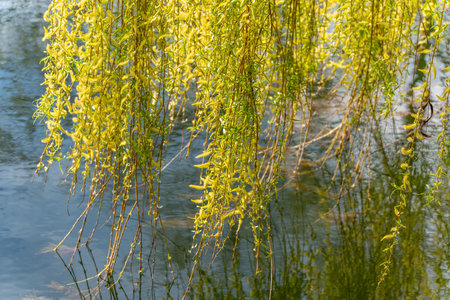 A tree with yellow leaves is growing over a body of water. The leaves are long and hanging down, creating a beautiful and serene scene. The water is calm and still, reflecting the tree and its leavesの写真素材