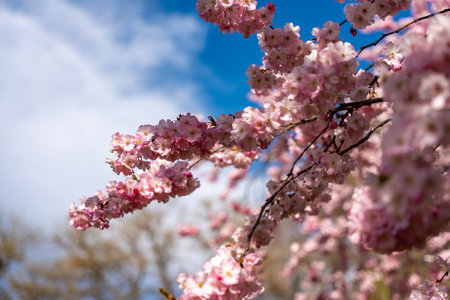 A tree with pink flowers is in the foreground. The tree is surrounded by a blue sky. The flowers are in full bloom and are visible from the groundの写真素材