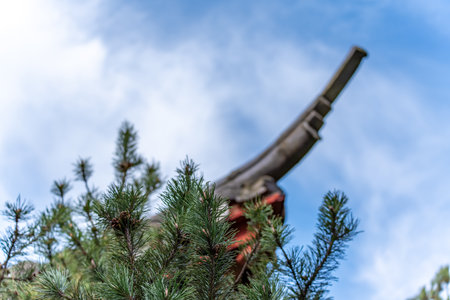 Tree with green leaves and a red object in the background. Pine tree against the sky.の写真素材