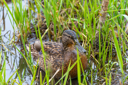 A duck is sitting in the water. The duck is brown and black. The duck is in a grassy areaの写真素材