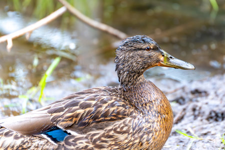 A duck is sitting on the ground near a body of water. The duck has a brown and black pattern on its feathersの写真素材