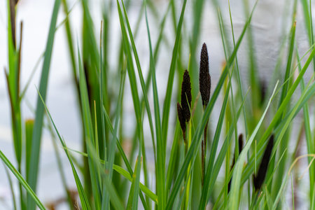 Young reeds grow in a swamp. Green reeds in a swamp.の写真素材