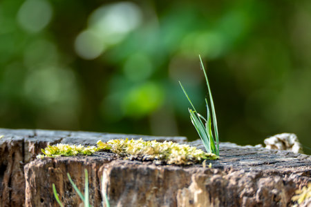 A small green plant is growing out of a log. The plant is growing out of the log in a way that it is...