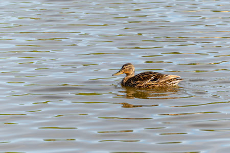 A lone duck swims on calm water. The scene depicts peaceful nature with light reflections on the water's surface and a focus on the duck.の写真素材