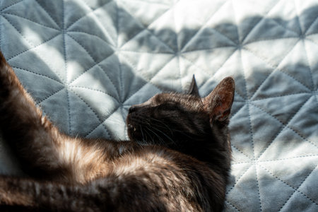 Cat in sunlight on blanket. A cat dozes on a light blanket, with its eyes closed. The light through...