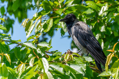 Grey Crow on a Branch. The crow sits alertly on a branch among the green foliage. The intense...