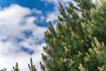 A coniferous tree with young shoots rises against a sky full of clouds. The composition conveys freshness and growth.の写真素材