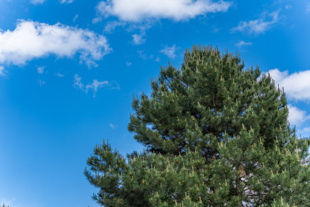 A large conifer with fresh shoots stands out clearly against the deep blue sky. The clear air and light create a vibrant scene.の写真素材