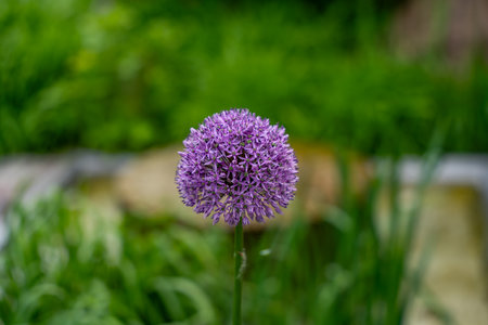 A purple ornamental onion flower Allium is in full bloom and takes center stage in the image. The background is soft-focused and shows a rich green, which particularly highlights the delicate spherical shape of the flower.の写真素材