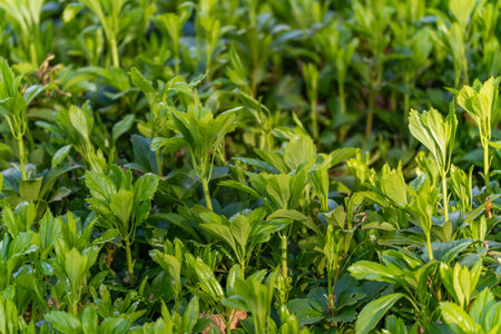 Fresh green shoots of ground cover plants stand close together. The lush green conveys growth,...