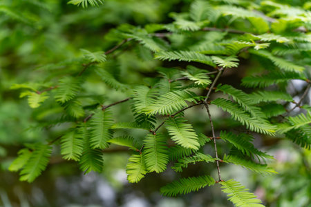 Delicate green leaves of a tree with a symmetrical structure stand out sharply against the blurred background. Ideal for depicting plant diversity.の写真素材