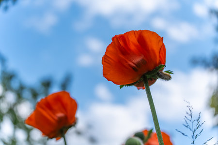 Poppy against the sky. Bright red poppies rise into the blue sky. The perspective from below conveys freedom and lightness.の写真素材