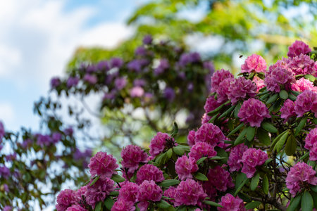 Blooming rhododendron with sky. Rich pink blossoms of a rhododendron bush against a blue sky and green foliage. A bee flies over the blossoms in the sunlight.の写真素材