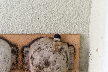 A House Martin peers directly out of its nest and gazes curiously into the camera. The wall structure forms an interesting contrast to the round nest.の写真素材