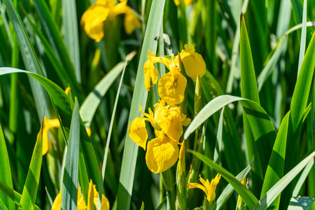 Iris Blossom with Insect in Focus. A single iris blossom takes center stage. A small fly sits on one...
