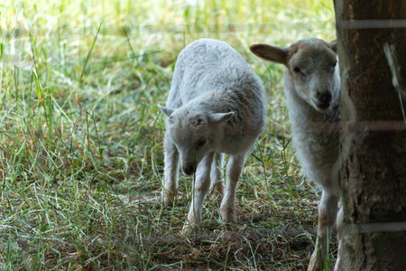 Two lambs curiously explore the forest floor beneath the trees. Their fluffy fur contrasts vividly with the green.の写真素材