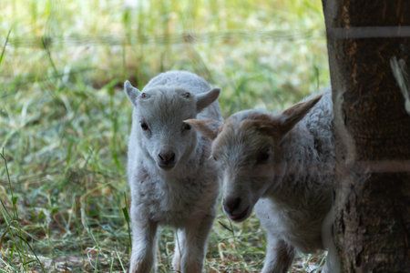 A curious lamb looks directly into the camera while its sibling peeks out from behind it. An intimate moment from life on the pastureの写真素材