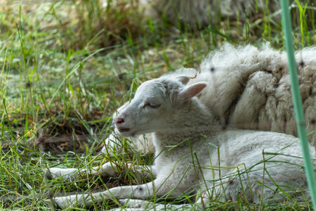 A young lamb lies relaxed in the shade of the grass, protected by its mother. It appears peaceful...