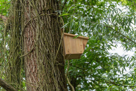 A homemade wooden nesting box is attached to a tree, surrounded by dense vegetation. The nesting box...