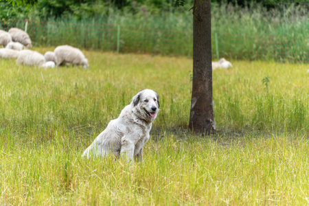 A white livestock guardian dog sits vigilantly under a tree, while sheep graze in the background. He...