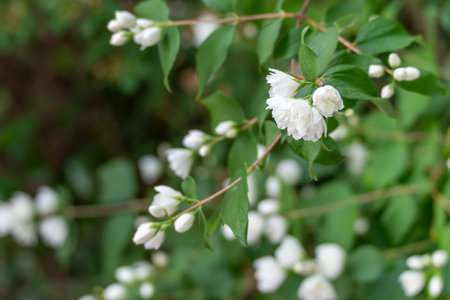 White flower clusters blooming on a green bush with multiple branches. The scene captures a peaceful and natural setting.の写真素材