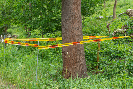 Warning tape with the inscription Caution! Oak processionary moth! stretched around a tree. The tape signals an allergenic hazard in the forest area.の写真素材