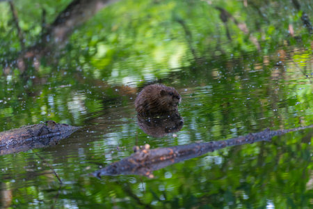 The animal sits at the edge of a natural body of water, surrounded by tree trunks and vibrant greenery. The scene is peaceful and balanced.の写真素材