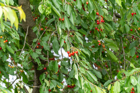 A cherry tree full of ripe and half-ripe cherries. The red fruits shine among the green leaves.