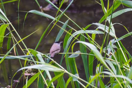 A blackcap sits on a stalk by the water. Dewdrops glisten on the leaves in the background.の写真素材