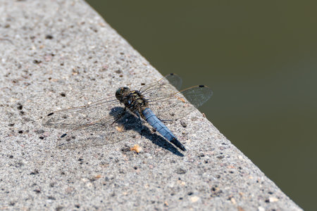 A dragonfly rests on a rough stone surface. Its transparent wings shimmer in the sunlight.