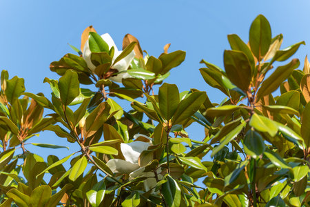 White magnolia blossoms open high in the branches against a bright blue sky. The green leaves glisten in the sunlight.の写真素材